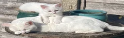 Turkish Van cats for sale: Gorgeous Turkish Van Kittens in Potters Bar - Advert 38