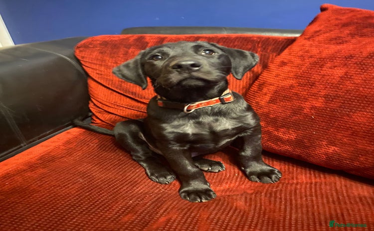 Labrador Retriever dogs - Advert 2