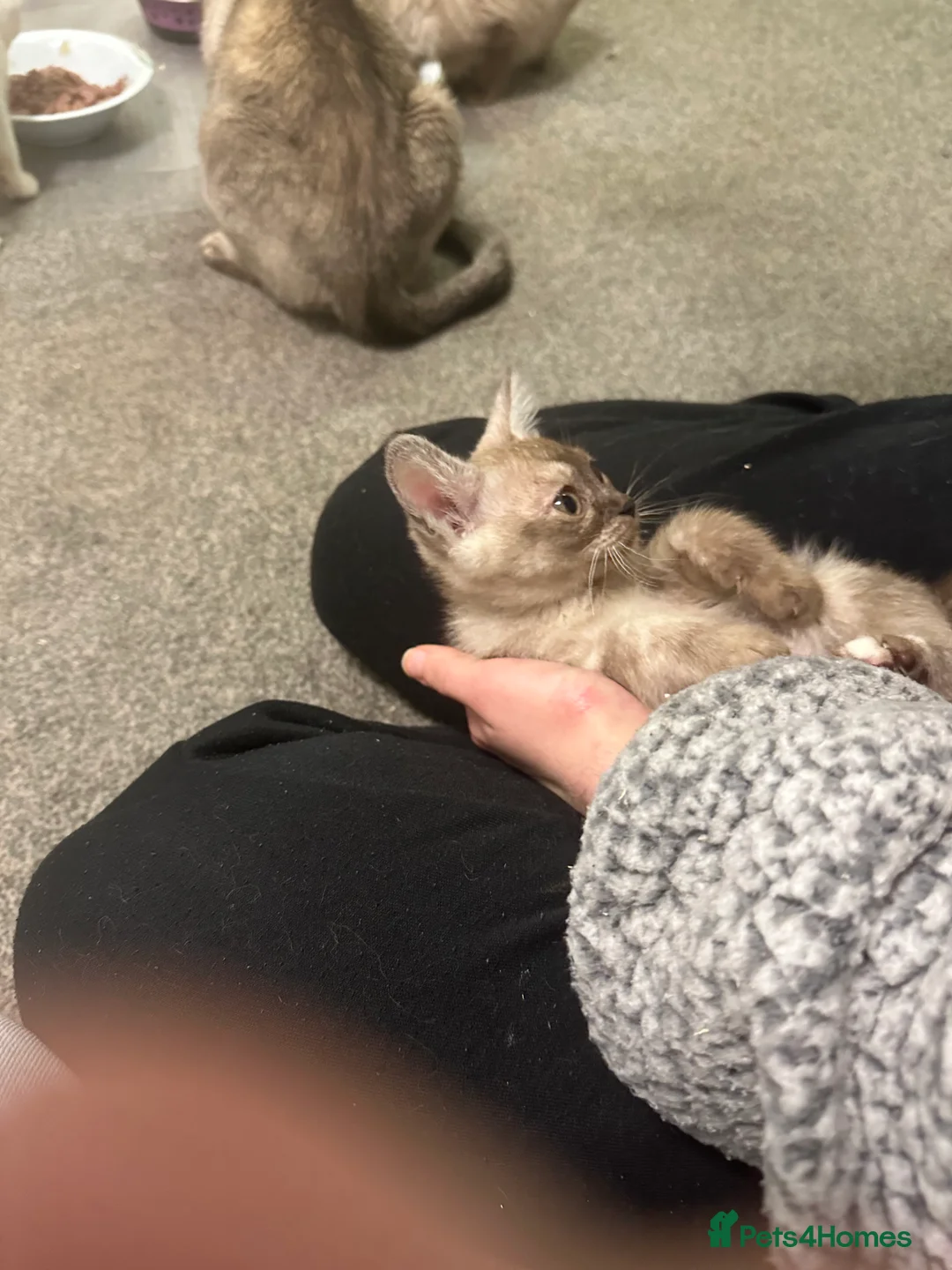 Burmese cats for sale: GCCF registered pedigree kittens  - Advert 15