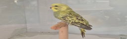 Budgerigars birds for sale: Baby Budgies - Advert 3