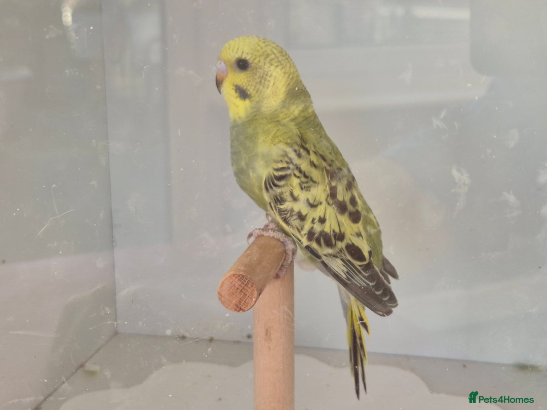 Budgerigars birds for sale: Baby Budgies - Advert 3