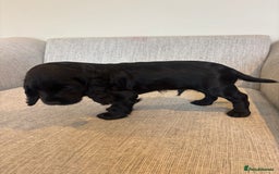 Cocker Spaniel dogs for sale: Working cocker spaniels for sale  - Image 6