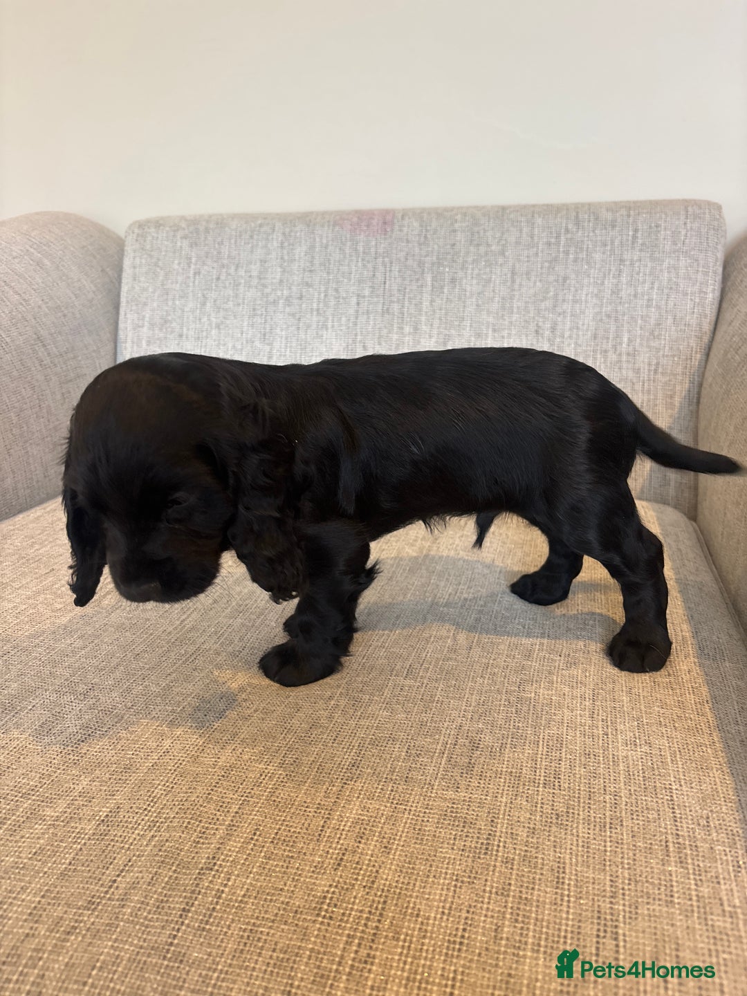 Cocker Spaniel dogs for sale: Working cocker spaniels for sale  - Image 6
