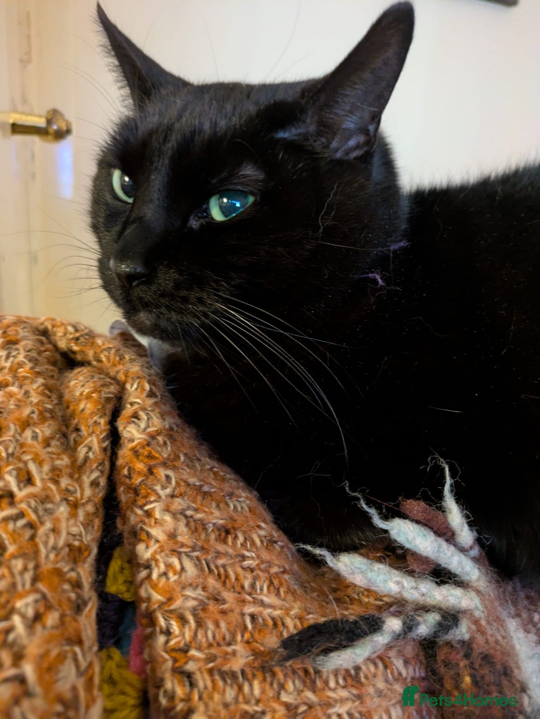 Mixed Breed cats for sale: Binxx - Image 5