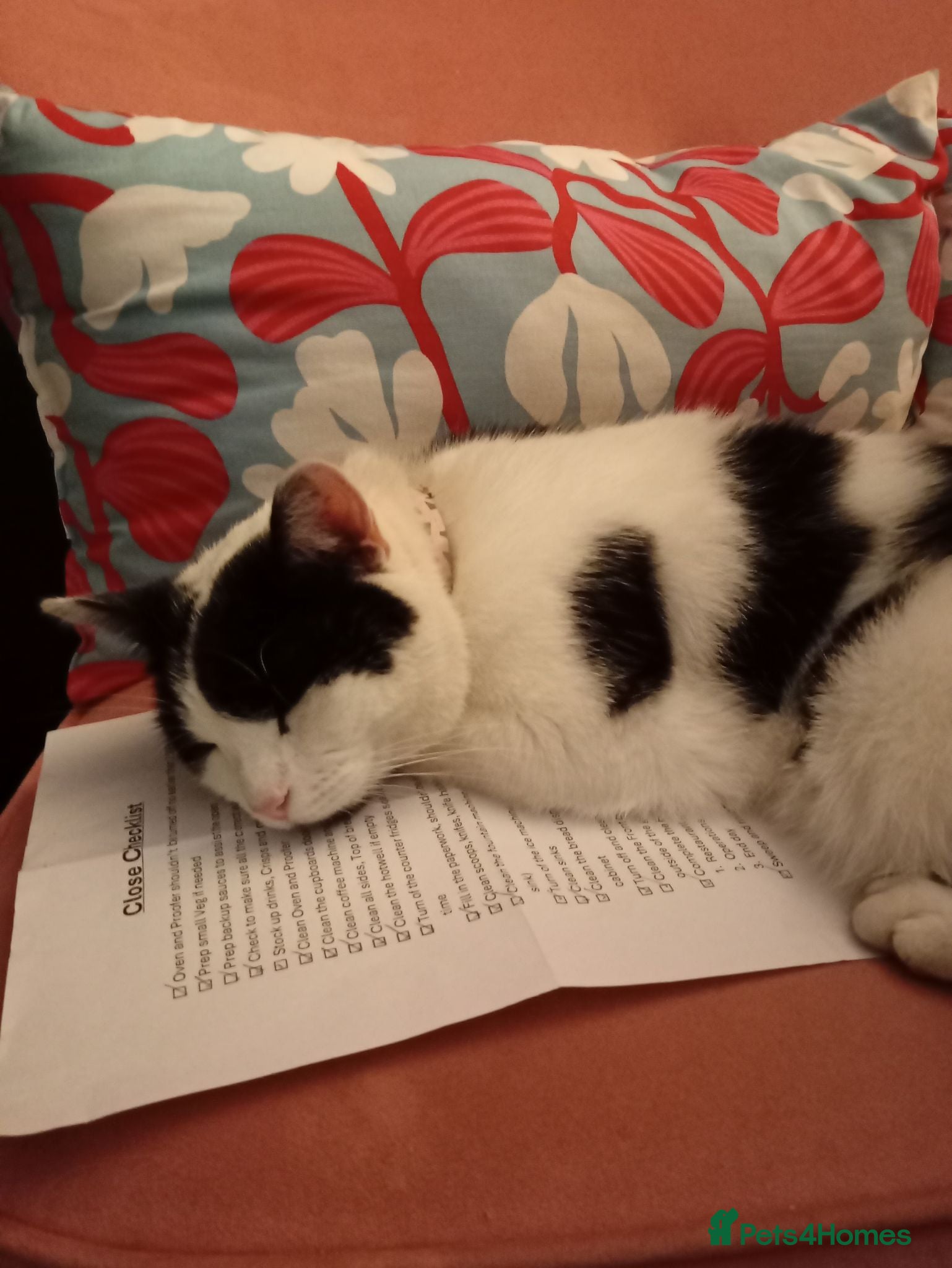 Mixed Breed cats Male cat looking for forever home - Advert 3