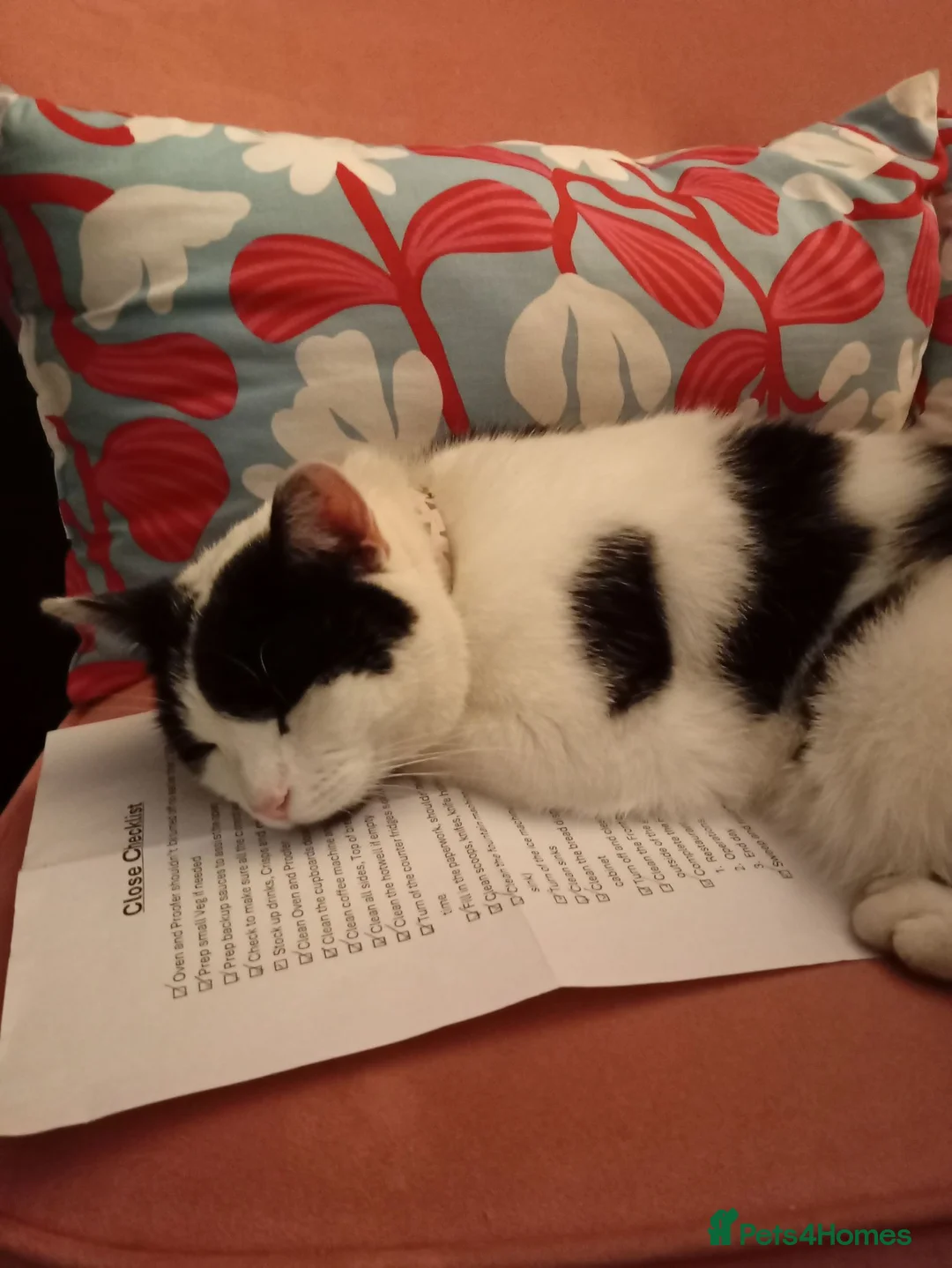 Mixed Breed cats for sale: Male cat looking for forever home in Telford - Advert 1