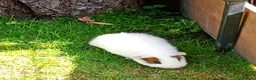 Guinea Pig rodents for sale: Baby guinea pigs  in Petworth - Advert 3