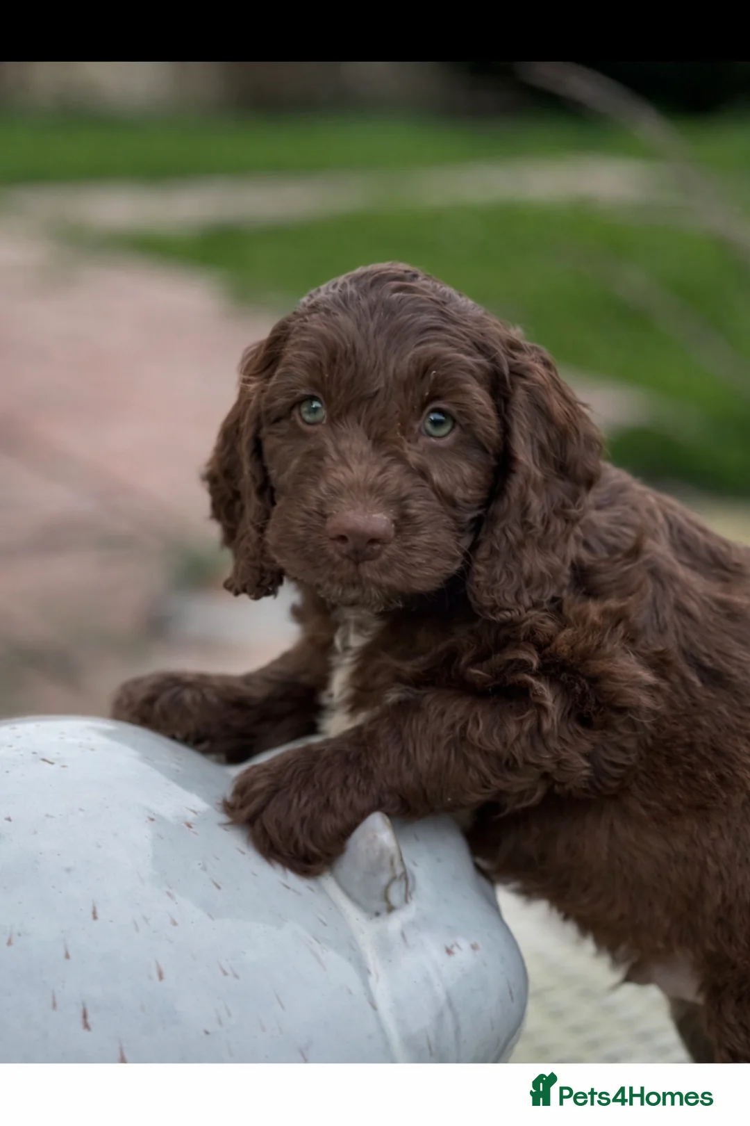Cockapoo dogs for sale: Fabulous F1 cockapoos - Advert 11