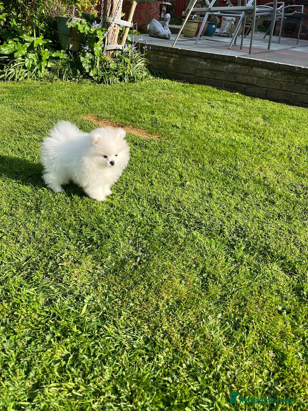 Pomeranian dogs for sale: Beautiful pure white male pomeranian  - Advert 3