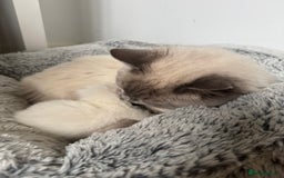 Ragdoll cats for sale: Absolutely Stunning litter of pure Ragdoll kittens - Image 21