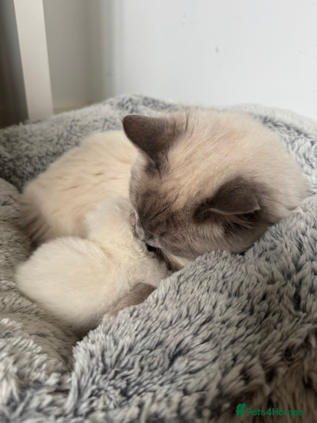 Ragdoll cats for sale: Absolutely Stunning litter of pure Ragdoll kittens - Image 21