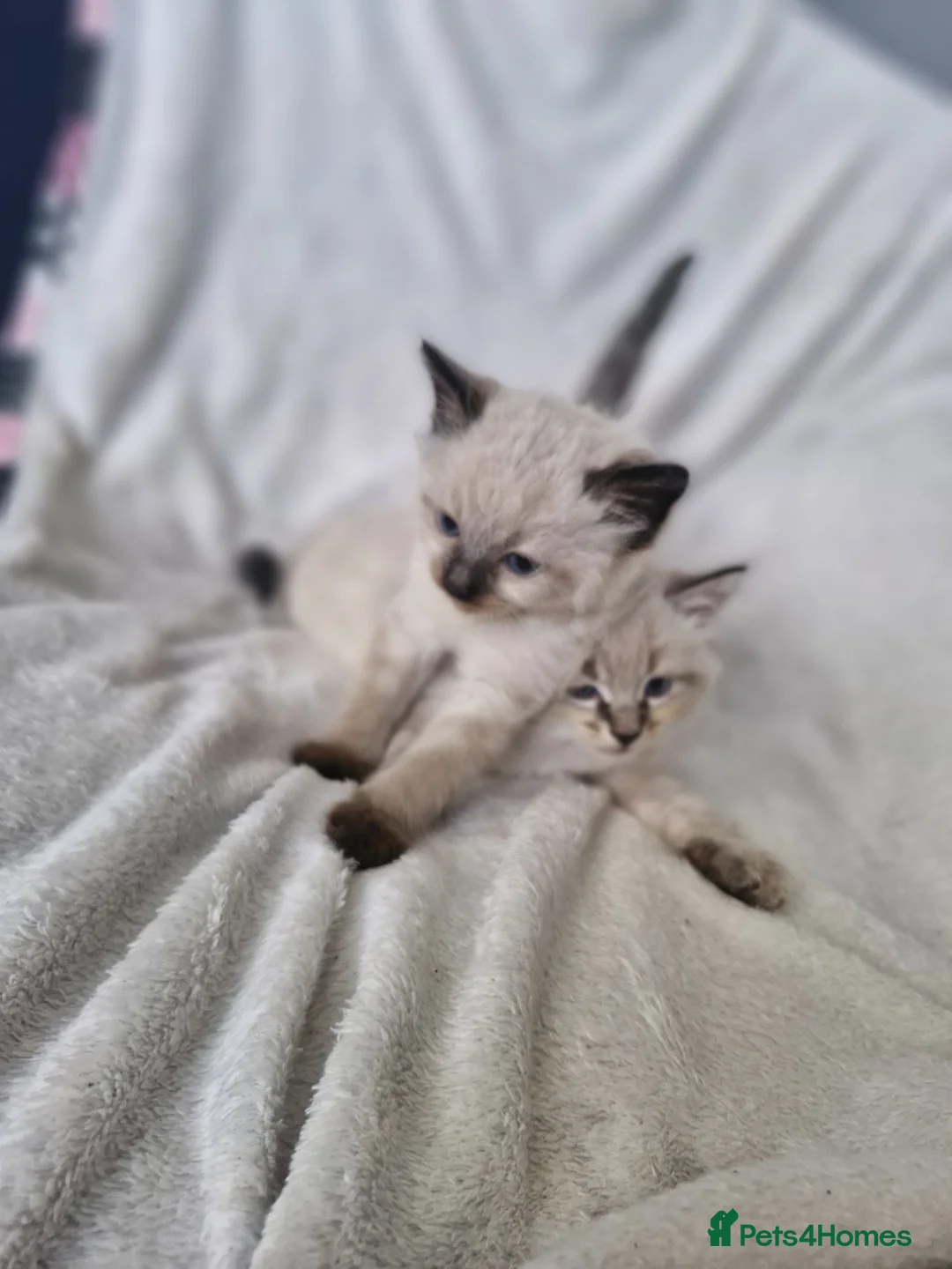 Mixed Breed cats for sale: 2 beautiful half ragdoll kittens  in Brighton - Advert 2