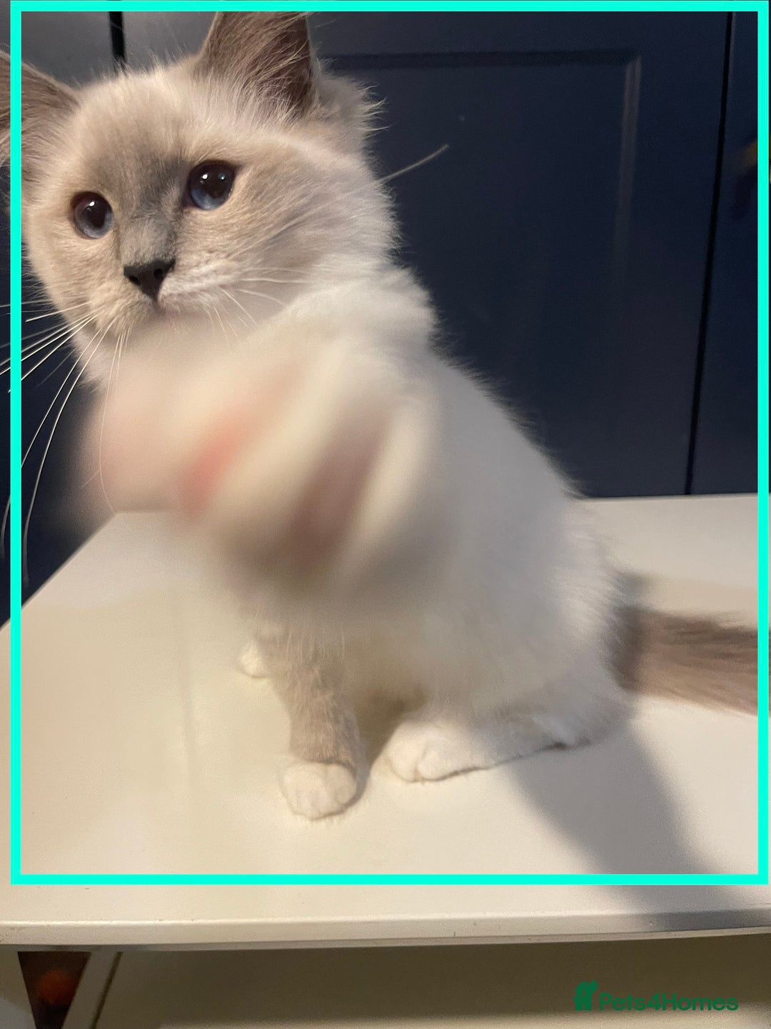 Ragdoll cats for sale: 🐾💕Last remaining ragdolls 💕🐾 in Hitchin - Image 13