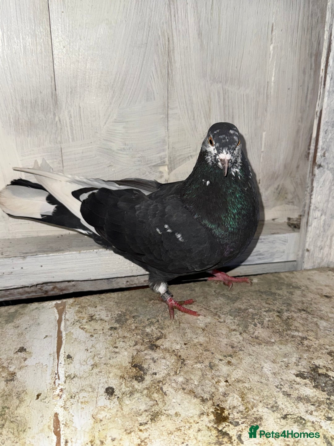 Pigeons birds for sale: Birmingham rollers for sale  - Advert 2