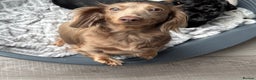 Miniature Dachshund dogs for sale: KC long haired Isabella &tan miniature dachshund - Advert 9