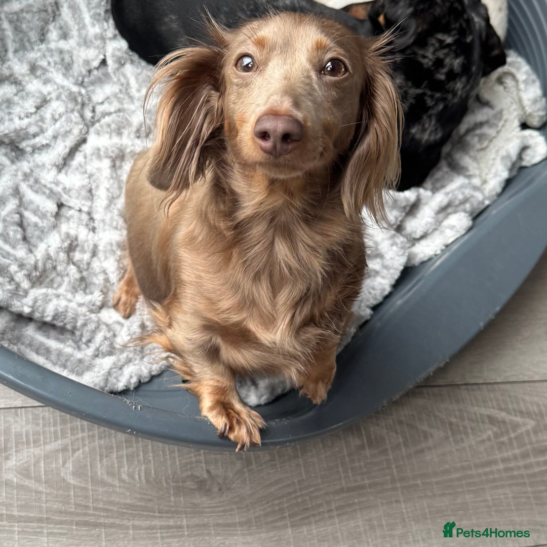 Miniature Dachshund dogs for sale: KC long haired Isabella &tan miniature dachshund - Advert 9