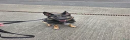 German Shepherd dogs for sale: Banshee the German Shepherd - Advert 1