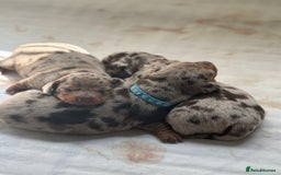 Miniature Dachshund dogs for sale: Miniature dachshunds puppie - Image 5