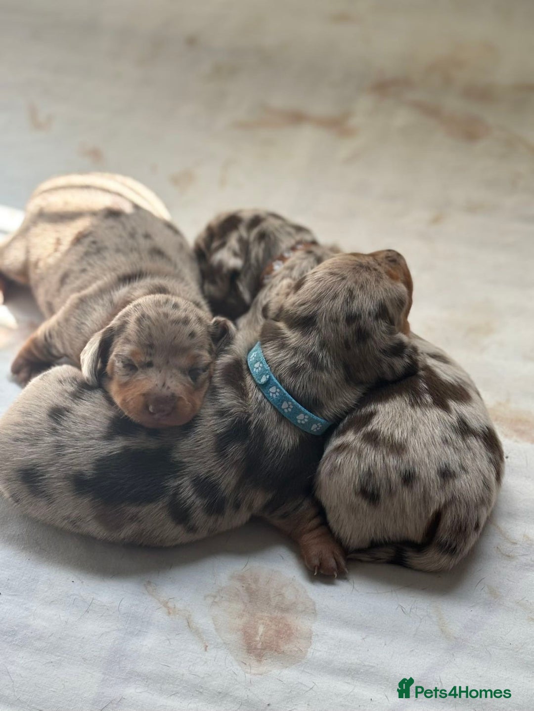Miniature Dachshund dogs for sale: Miniature dachshunds puppie - Image 5