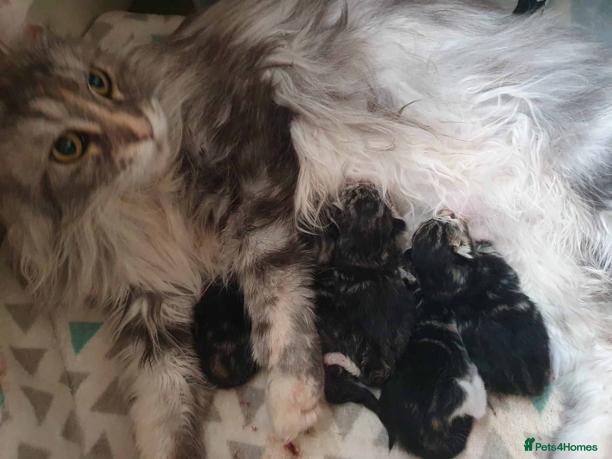 Maine Coon cats 5 Lovely Maine Coon cross kittens for sale - Advert 6