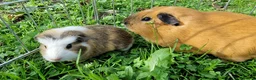 Guinea Pig rodents for sale: California x male 6m and baby boy - Advert 3