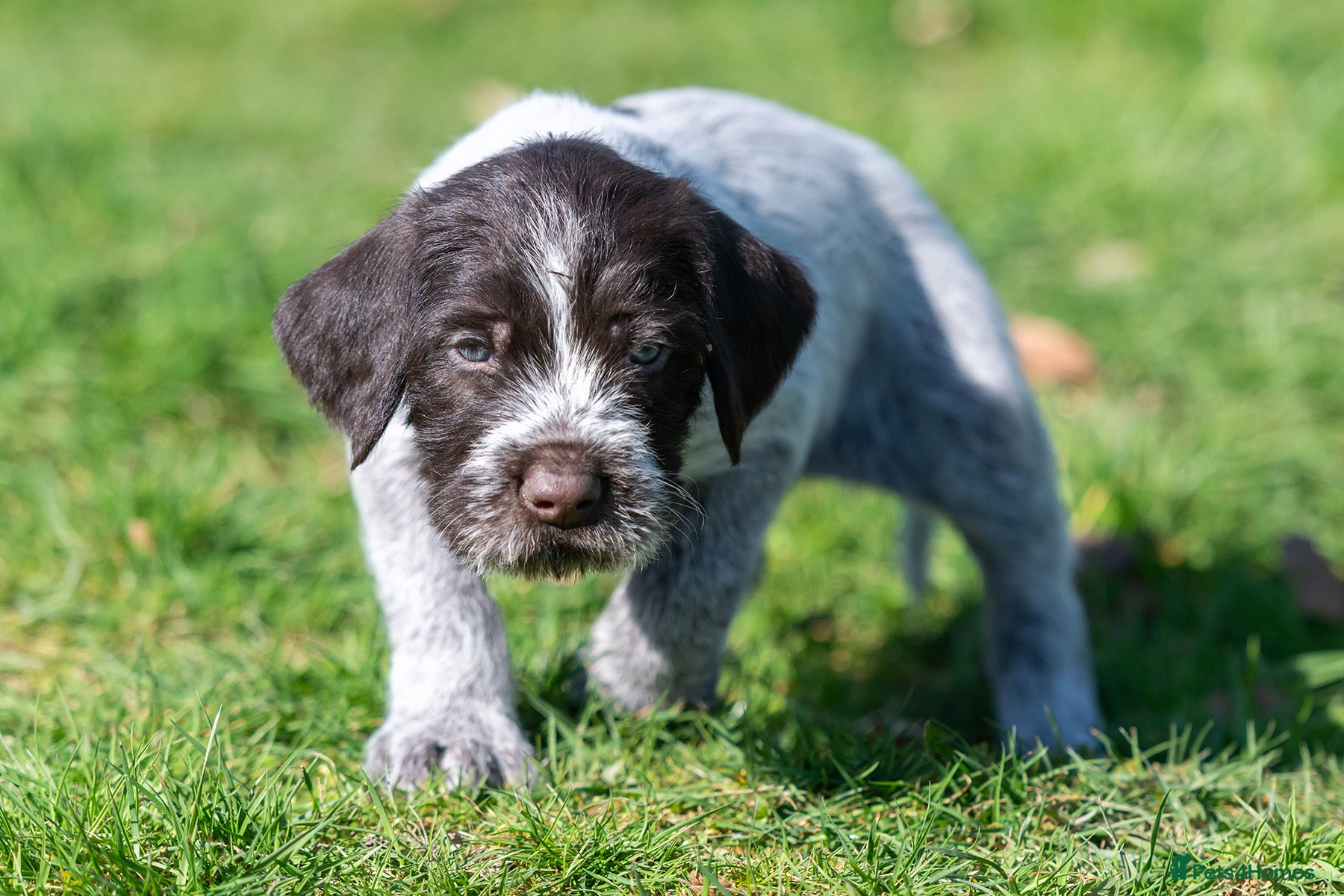 German Wirehaired Pointer dogs HEALTH CHECKED + 1ST VACC GIVEN. KC REG GWP PUPS - Advert 2
