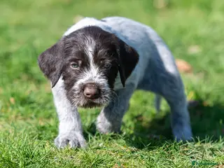 German Wirehaired Pointer dogs HEALTH CHECKED + 1ST VACC GIVEN. KC REG GWP PUPS - Advert 2