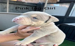 American Bully dogs for sale: Stunning pocket bully litter fully registered  - Image 10
