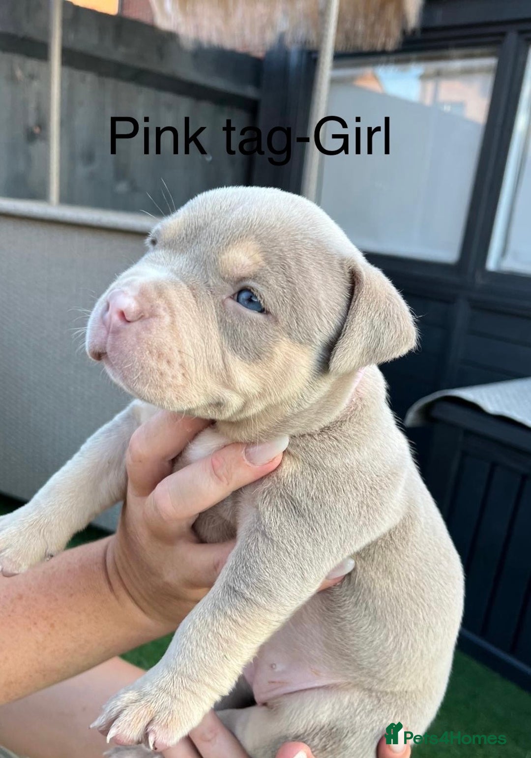 American Bully dogs for sale: Stunning pocket bully litter fully registered  - Image 10