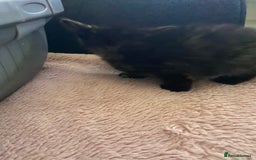 British Shorthair cats for sale: 5 Beautiful Kittens - Image 7