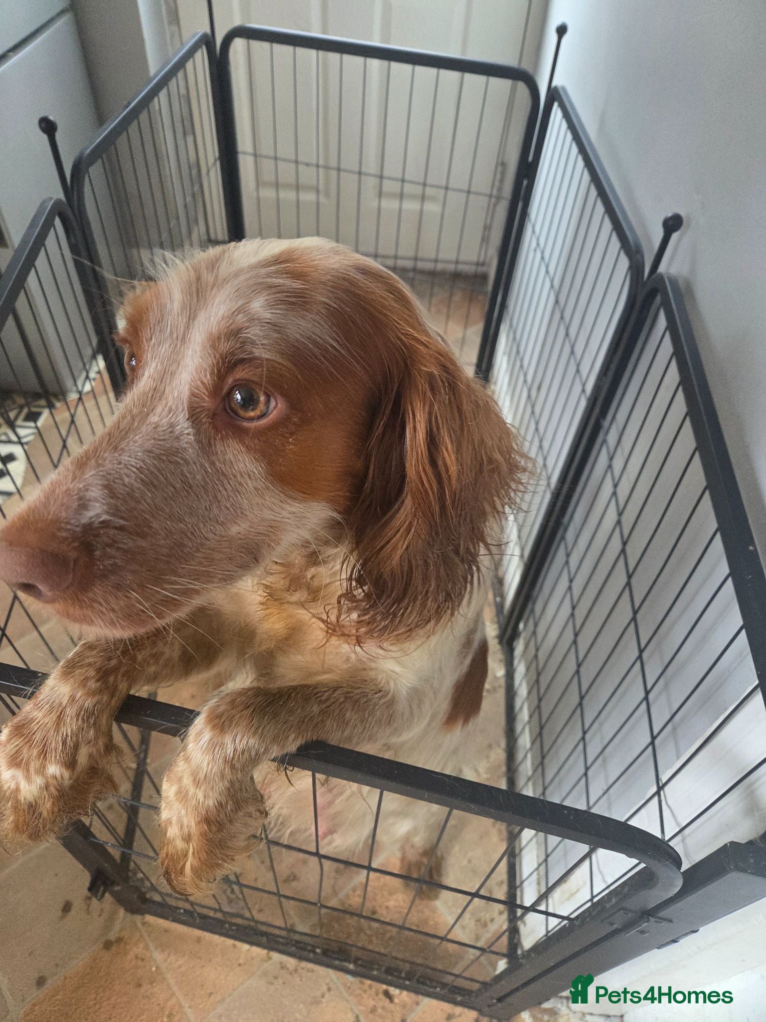 Cocker Spaniel dogs cocker spaniel puppies  - Advert 5
