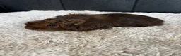 Guinea Pig rodents for sale: Stunning baby guinea pigs  - Advert 5