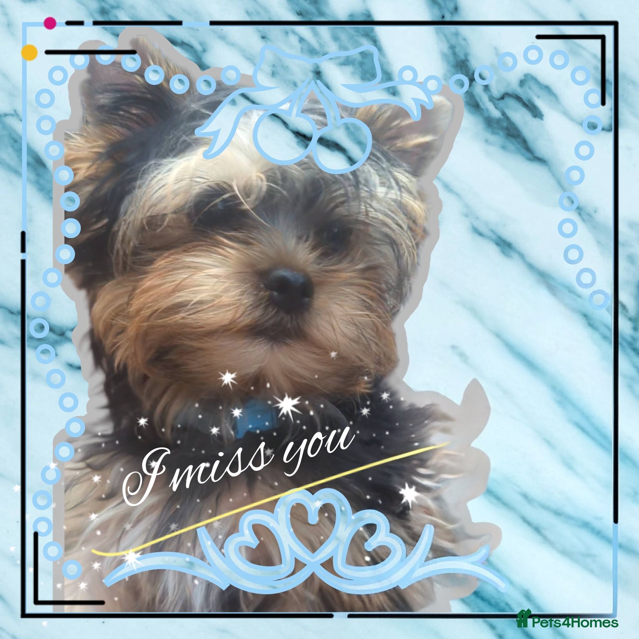 Yorkshire Terrier dogs 👉Yorkshire Terrier Pups–KC Lines, Health Checked - Advert 7