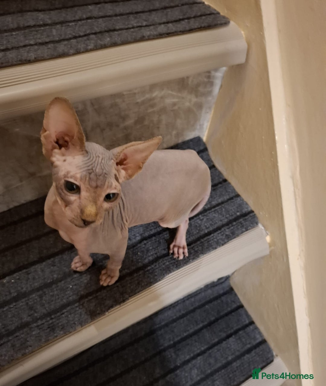 Sphynx cats for sale: Beautiful blue tabby girl - Advert 4
