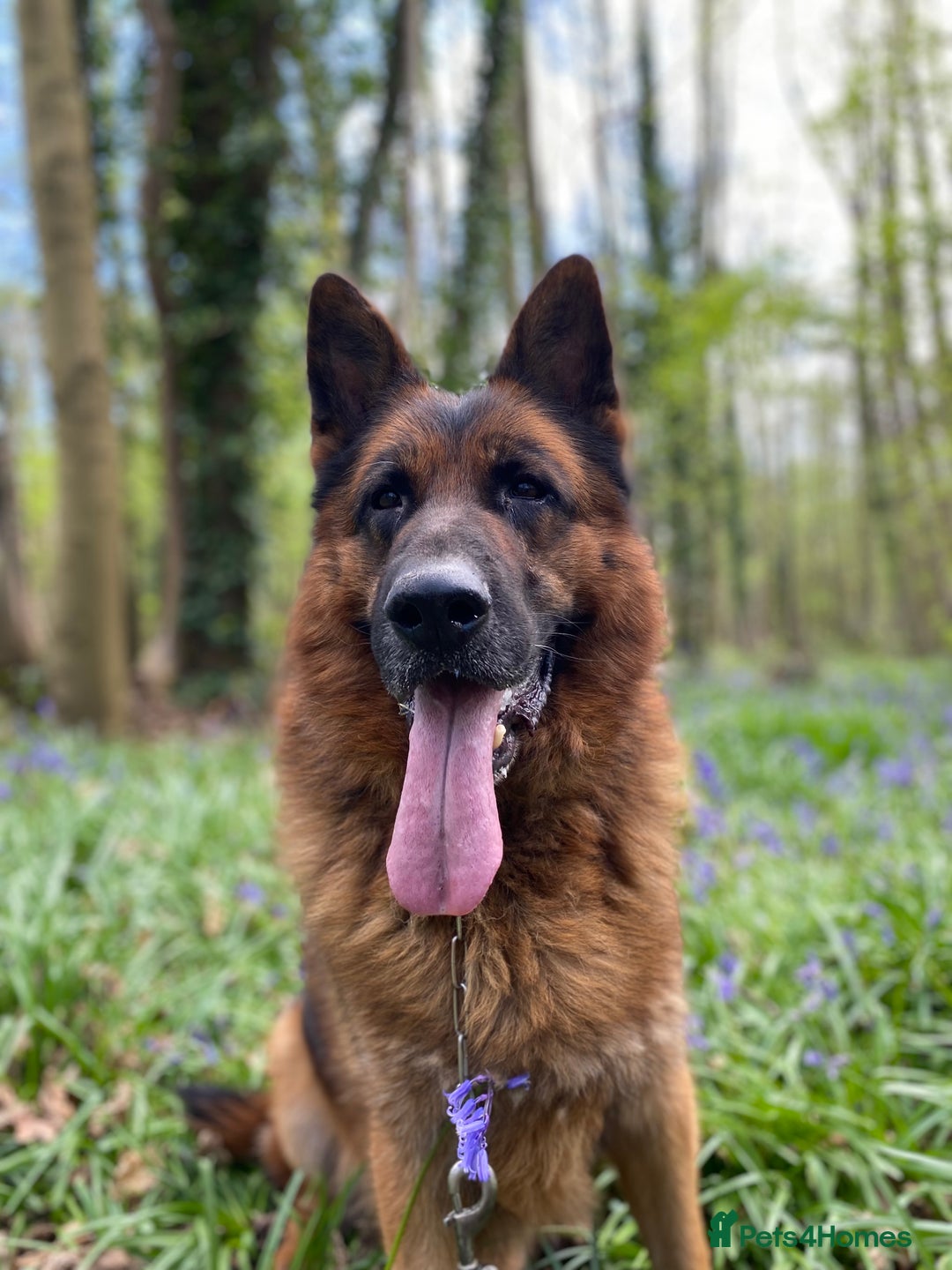 German Shepherd dogs for sale: Stunning German Shepherd - Advert 4