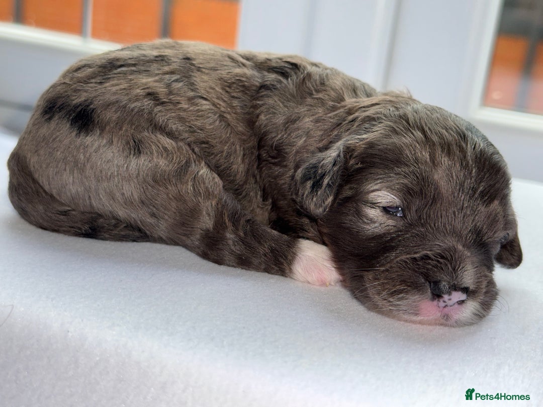 Cockapoo dogs for sale: F1B TOY COCKAPOO’S - Advert 18