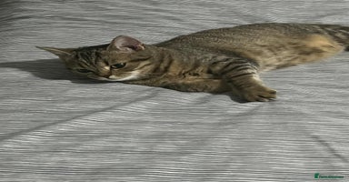 Scottish Fold cats - Advert 5