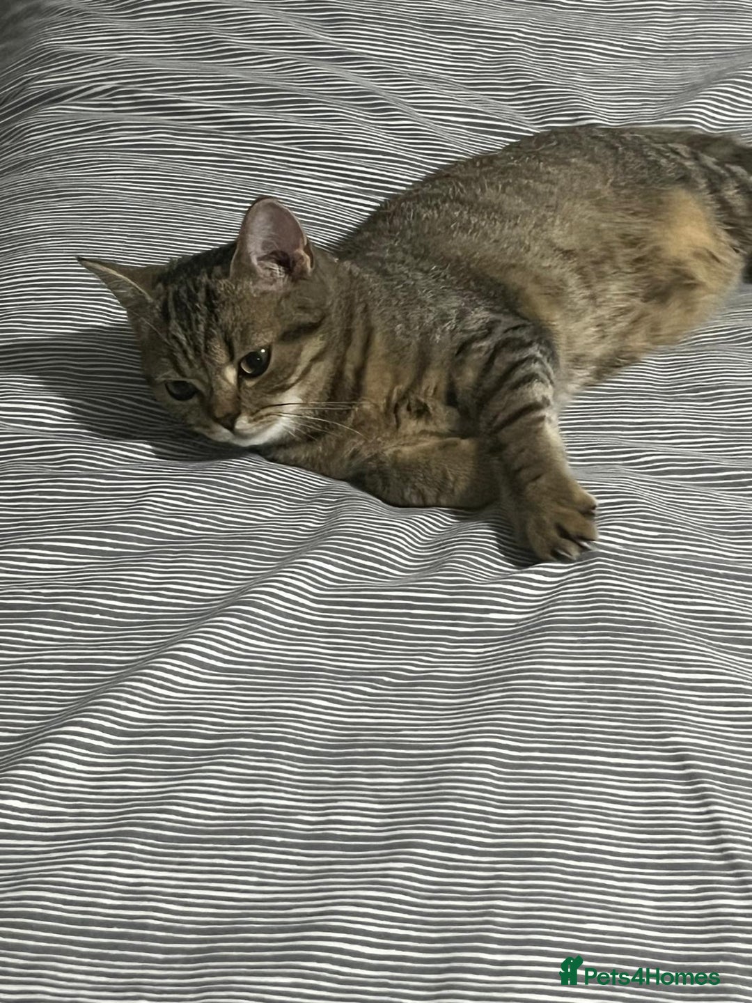Scottish Fold cats for sale: Scottish fold tabby  - Image 2