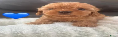 Maltipoo 2