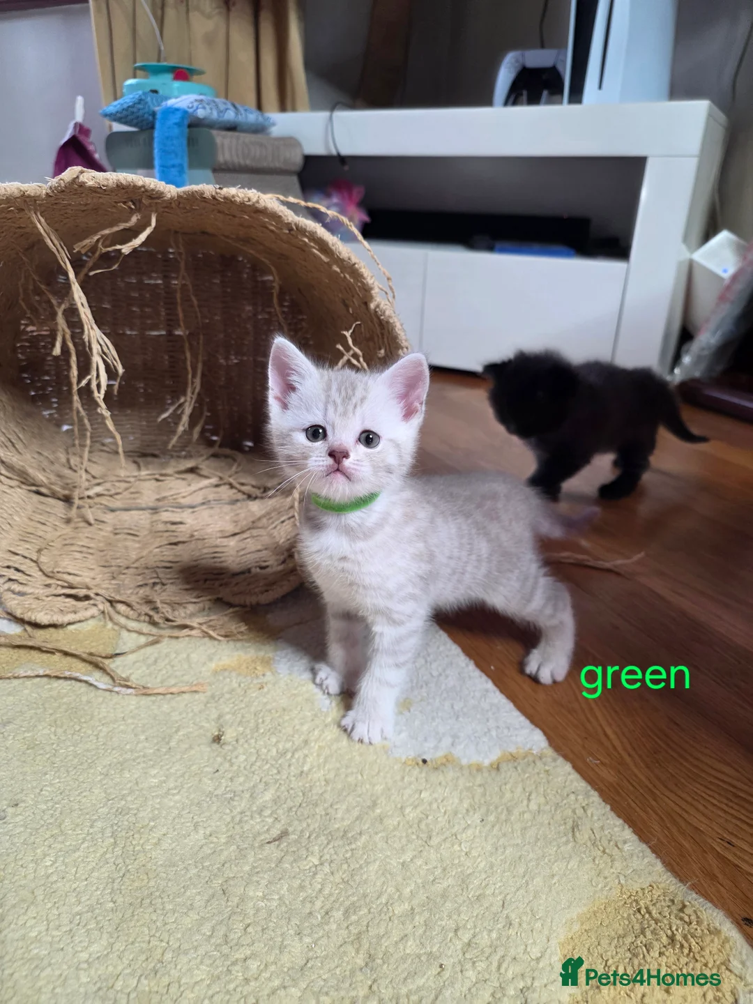 British Shorthair cats for sale: 🔥 Stunning British Shorthair Kittens to Reserve - Advert 27