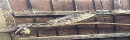 Python Snake reptiles for sale: Female friendly ball python  in Mansfield - Advert 2