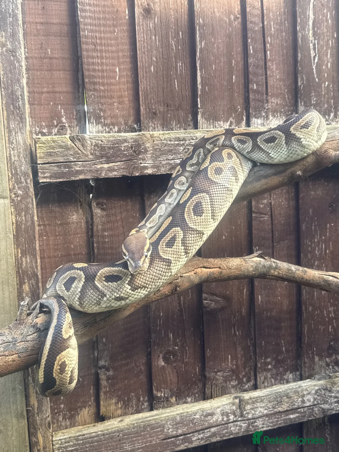 Python Snake reptiles for sale: Female friendly ball python  in Mansfield - Advert 2