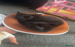 Bombay cats for sale: 5 beautiful babys - Image 2