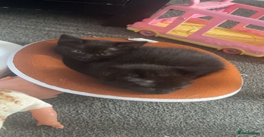Bombay cats - Advert 7