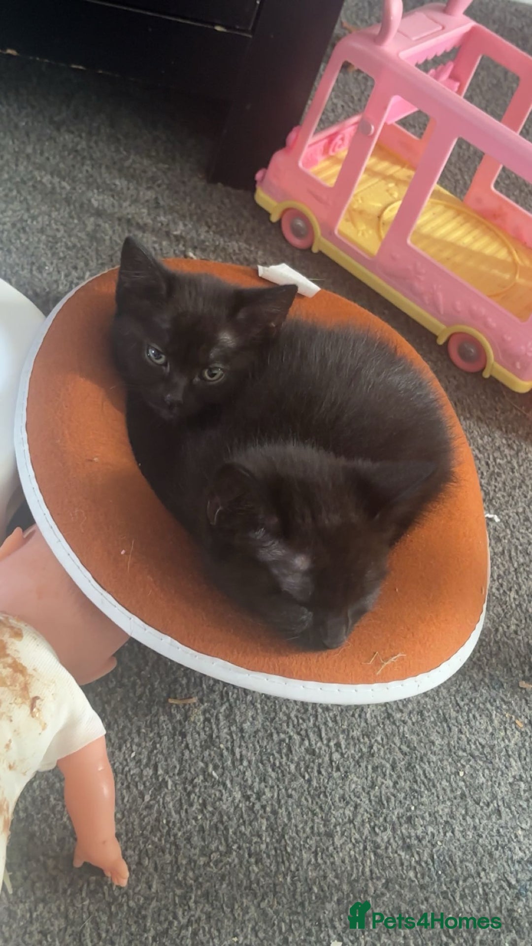 Bombay cats for sale: 5 beautiful babys - Image 2