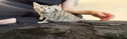 Bengal cats for sale: Beautiful x bengals ready to be rehomed - Advert 29