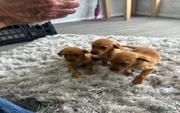 Labrador Retriever dogs for sale: "LAST MALE" Ready To Leave - Image 4