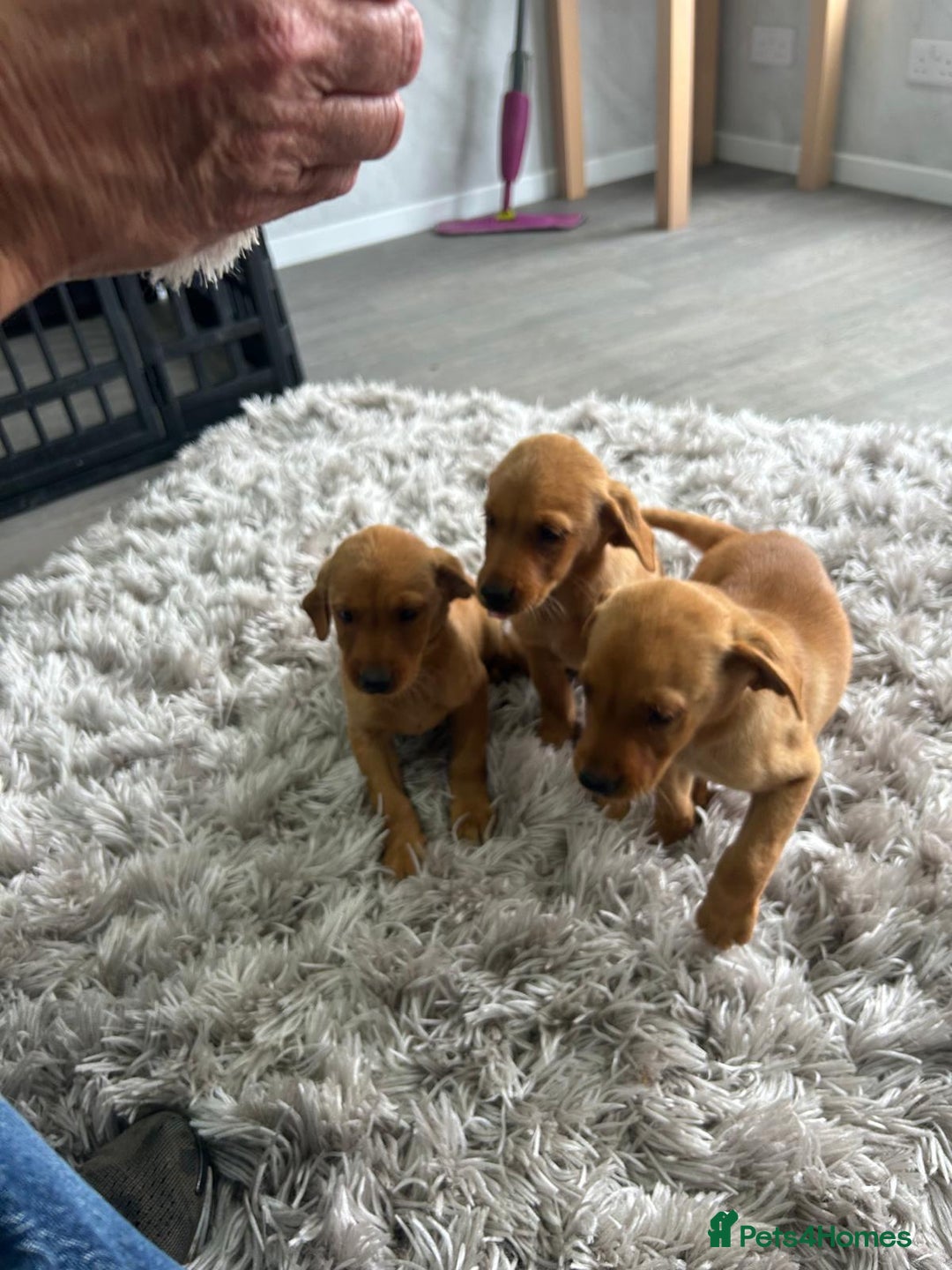 Labrador Retriever dogs for sale: "LAST MALE" Ready To Leave - Image 4