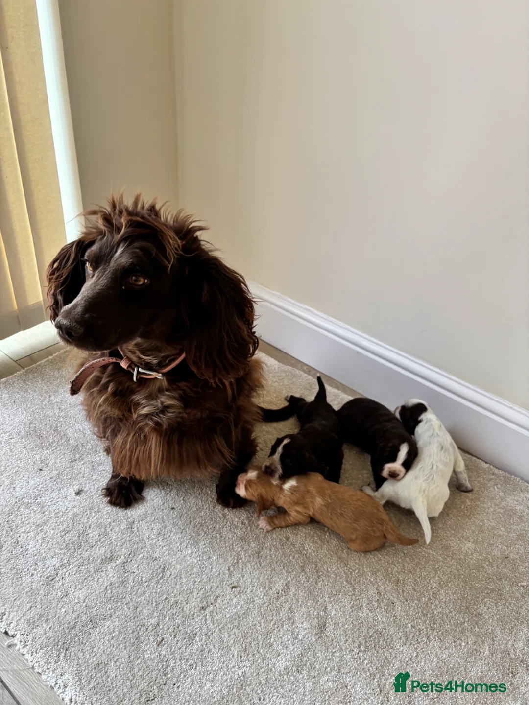 Cocker Spaniel dogs for sale: 6 BEAUTIFUL SISTERS NEED A HOME🐶🩷 - Advert 13