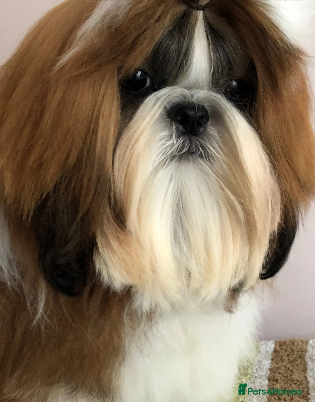 Shih Tzu dogs for stud: Show Quality Boy At Stud in Wakefield - Advert 2